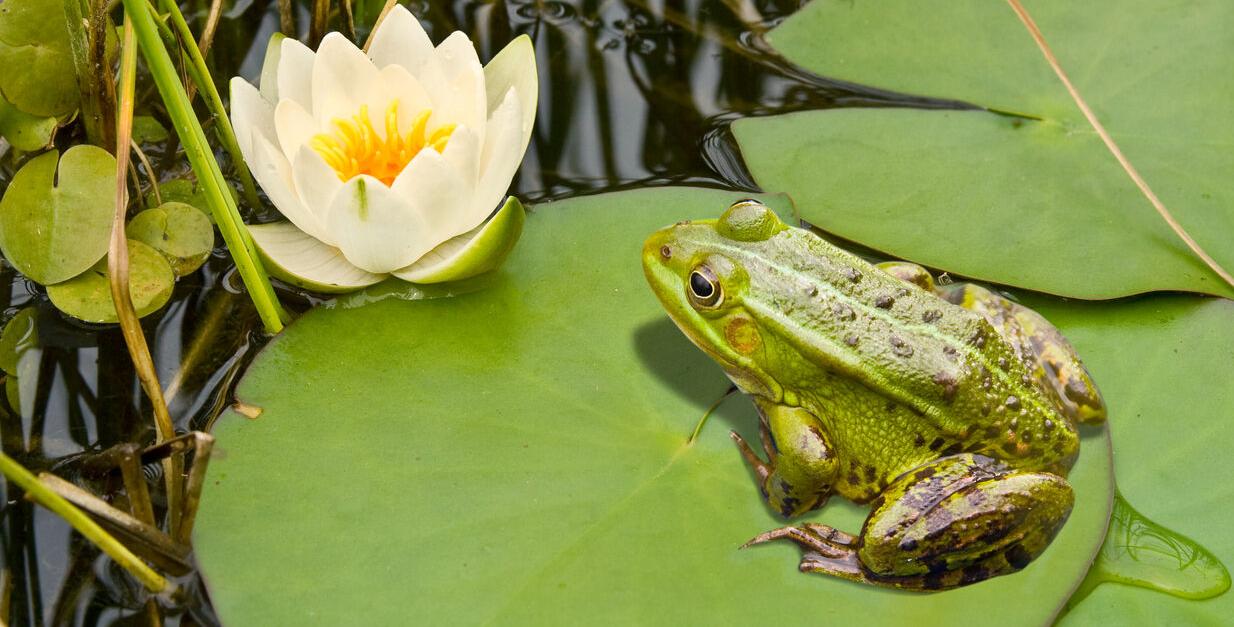 Frog and lily generic